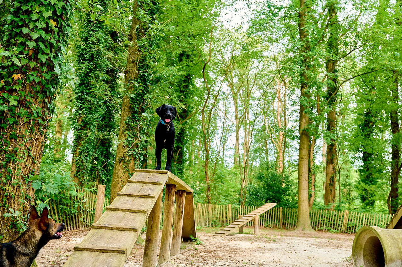 Dog park with dogs on agility course at CAPFUN De Waldsang campsite in Bakkeveen.